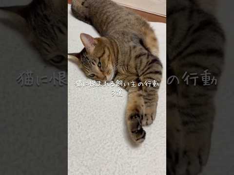 猫に恨まれる飼い主の行動3選 猫 ねこ 猫のいる暮らし 保護猫 猫のいる生活 猫動画 猫好きさんと繋がりたい ねこのい… サムネイル