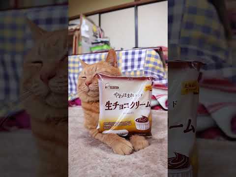 やわほまれサンド 生チョコクリーム　260227　 のせ猫　 cat cute kitten　 猫のいる暮らし cut… サムネイル