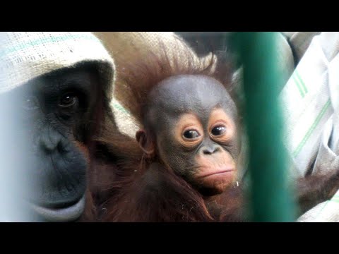 キキってやっぱり頭いい！キーボーのおしっこもイケてる。　多摩動物公園　オランウータン　202512 サムネイル