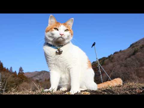 ちろさんぽ　260428 サムネイル