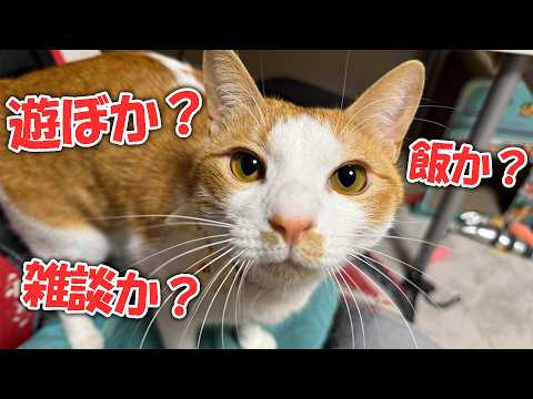【生放送】うちの猫の中で1人だけ眠たくない猫がいるので付き合ってあげてください、、、 サムネイル