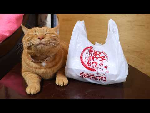 ちゃぶ台の上のあじまん　260218 サムネイル