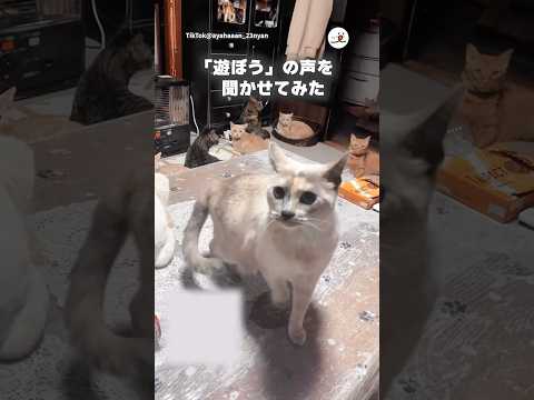 遊ぼうという意味のある音声を猫たちに聞かせたら｜PECO サムネイル
