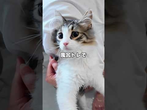 レオンくんのお風呂トレーニングでなぜかりっちゃんがシャーした理由が🤣🤣🤣 猫 サムネイル