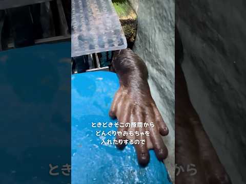 【コツメカワウソ】床の隙間から覗いて手を伸ばしてくるコツメカワウソ【サンシャイン水族館】shorts 水族館