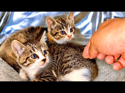 母猫が外に出た隙を狙って子猫を触ってみた結果。。