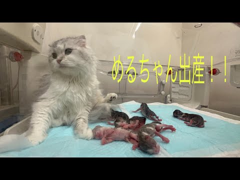 めるちゃん出産！！【スコティッシュフォールド】