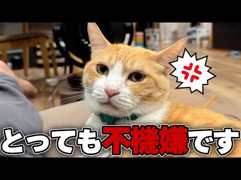 ロビンを不機嫌にさせてしまったので、なんとか機嫌をとらないとマズい。