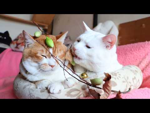 ヤマカマス　のせ猫　 260317 サムネイル