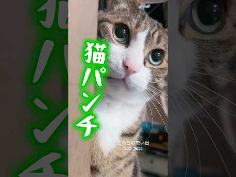 可愛い猫パンチcats shorts 球太 サムネイル
