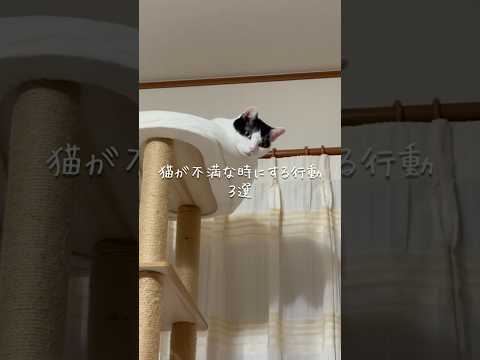 猫が不満な時にする行動3選 猫 ねこ 猫のいる暮らし 猫好きさんと繋がりたい ねこのいる生活 猫のいる生活 ねこ動画… サムネイル