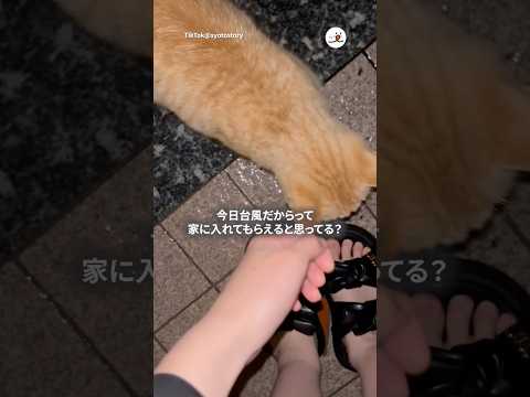 【地域猫】そんなに甘くないぞ…|PECO