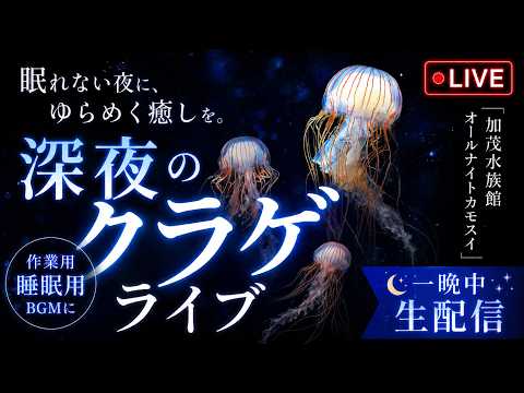 深夜のクラゲライブ｜オールナイトカモスイ　アカクラゲ サムネイル