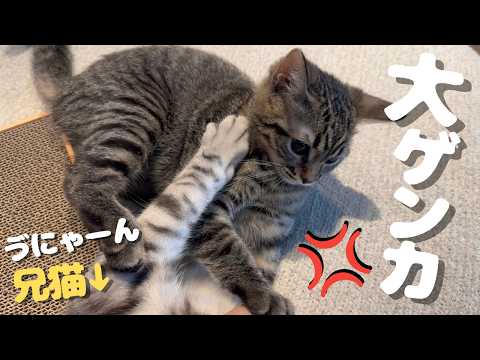 新入りアイテムを買ったら、猫たちの争奪戦が始まりました…笑 cat 猫
