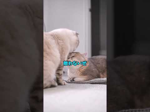 きゅるん