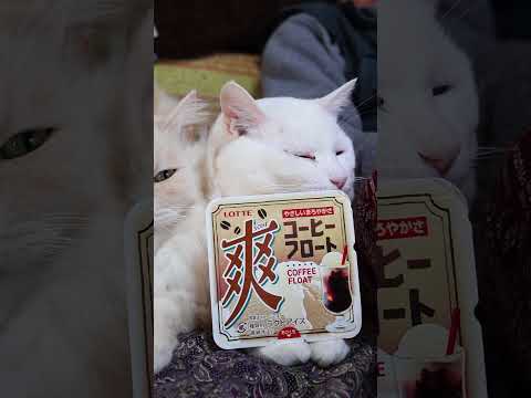 爽 コーヒーフロート　260525　 cat のせ猫 kitty　 爽 　ネコ cute　 コーヒーフロート kitt… サムネイル