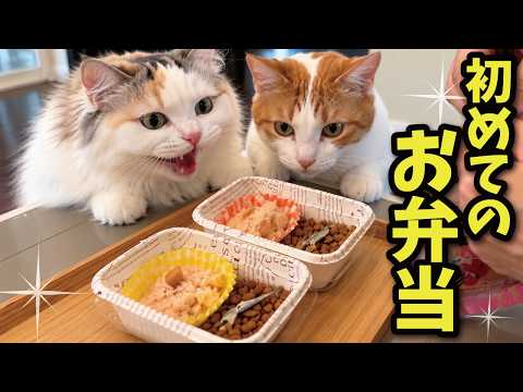 猫用お弁当を作ってピクニックしようとしたらまさかの…