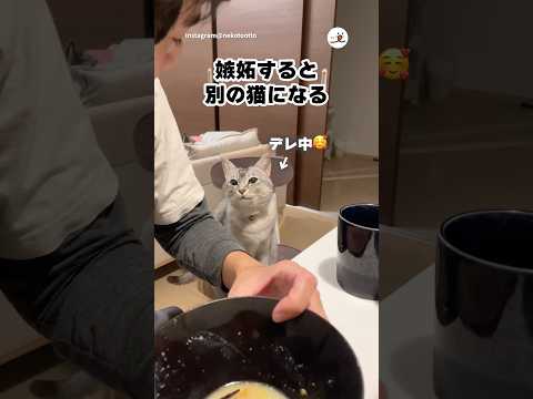 嫉妬すると別猫になる｜PECO サムネイル