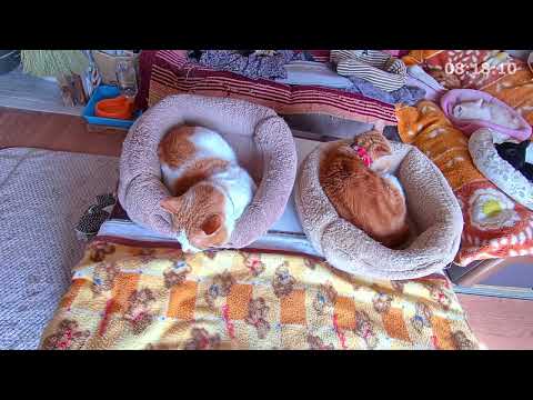 ちょびしょぼにあいさつ サムネイル