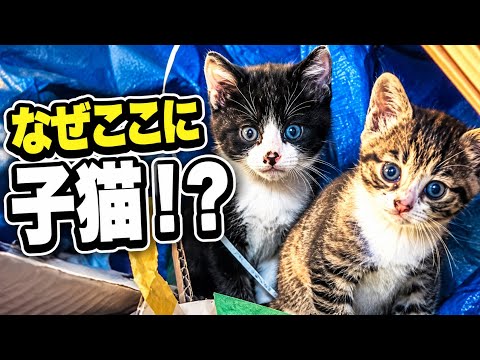 家のゴミ屋敷に子猫が引っ越してきたんだが。。 サムネイル