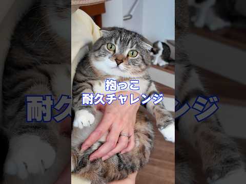 抱っこ耐久チャレンジしたら場外乱闘やフレーメン反応ですごいことになって1位は意外なあのニャンズでした🤣🤣🤣 猫