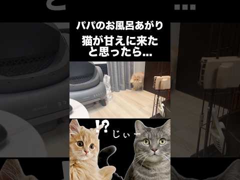 猫が甘えに来たと思ったら...shorts 猫 猫好きさんと繋がりたい サムネイル