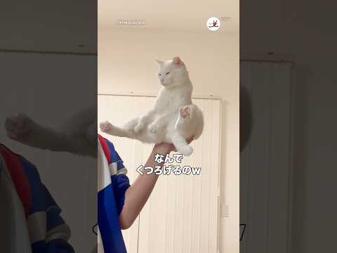 バランス感覚すごっ！｜PECO サムネイル