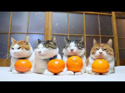 いよかん　のせ猫　　260329 サムネイル