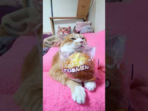 カスター&こしあんぱん　260627　 cat のせ猫 cute　 ネコ ねこ あんぱん　 カスター&こしあんぱん カ…