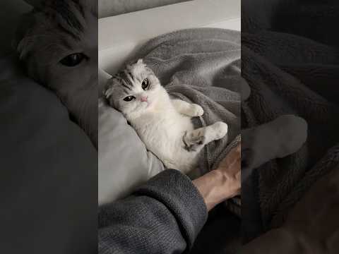 😽☺️ cat 猫 サムネイル