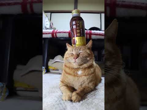 ワンダ コクの深味 微糖　260325 cat 猫のいる暮らし　 cute　 ねこ　 ネコ　 猫のいる生活  猫　 ね… サムネイル