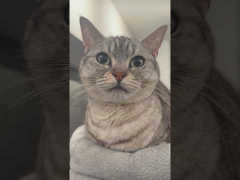 子猫の頃から愛されて育ったマンチカンがこちら...!! cat 猫 サムネイル