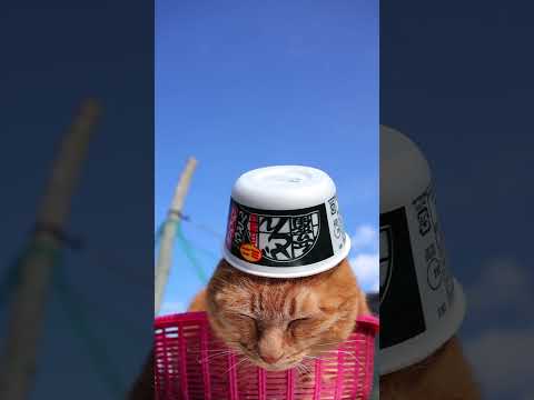 日清のどん兵衛 きつねうどんミニ　260520　 cat のせ猫 cute　 日清のどん兵衛 ねこ ネコ　 猫　 きつ… サムネイル