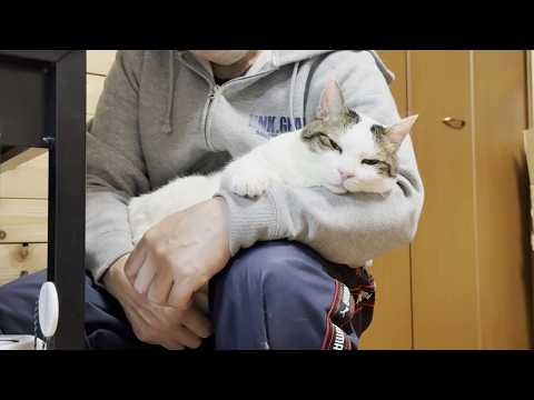 お父さんの膝の上が快適で寝落ちしそうなになる太めの猫 サムネイル