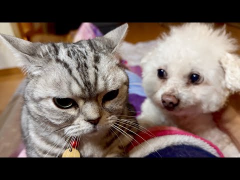 シャンプーしたアンちゃんの匂いが気に入ったあいちゃん。 サムネイル
