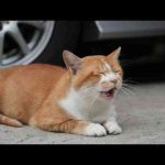 野良猫LIVE配信？　放置？　いなくなるまで？　240923 - かわいい猫動画/鳴き声