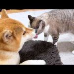 【ご報告】柴犬リコを愛してくださった皆様ありがとうございました - かわいい猫動画/鳴き声