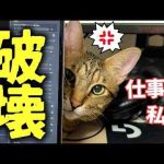 仕事ばかりで構ってくれない飼い主のPCを突き落として破壊してしまう猫の愛が深すぎました… - かわいい猫動画/鳴き声