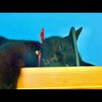 ワンコがいなくなって１ヶ月が経った猫の様子はこうだった - かわいい猫動画/鳴き声