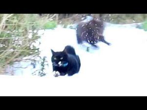 強烈寒波が来たら猫は嬉しすぎてこうなってました - かわいい猫動画/鳴き声