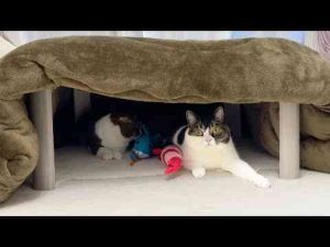 生まれて初めてこたつを知ってしまった息子猫が極楽すぎてこうなりました…w - かわいい猫動画/鳴き声