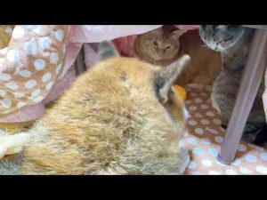 猫のことが心配すぎて猫の居場所を確認すると尻尾をフリフリ喜ぶ柴犬が可愛すぎます - かわいい猫動画/鳴き声