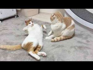 自分をいつまでも子猫だと思ってる猫に絡まれた先輩がまさかのこうなっちゃいました… - かわいい猫動画/鳴き声