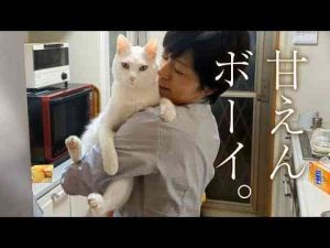 変な抱き癖がついてしまった白猫。 - かわいい猫動画/鳴き声