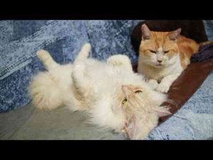 もふもふヘソ天　241226 - かわいい猫動画/鳴き声