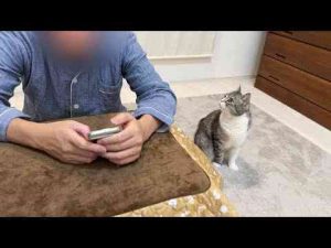 お気に入りの猫用こたつに父が入ってるのを見つけた猫がこうなっちゃってました…笑 - かわいい猫動画/鳴き声