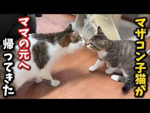 ママ猫にベッタリだった子猫が里帰りしてくれました - かわいい猫動画/鳴き声