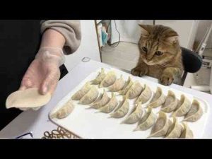 餃子を大量生産していたら猫が料理を仕切りだして笑った - かわいい猫動画/鳴き声