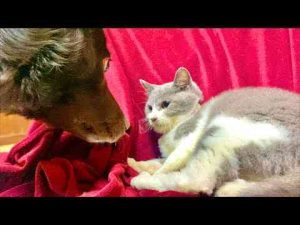 巨大なワンコに子猫が10倍返しをすると。。 - かわいい猫動画/鳴き声