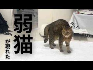 なぜか自信満々で戦闘モードな弱猫が出現して笑った - かわいい猫動画/鳴き声